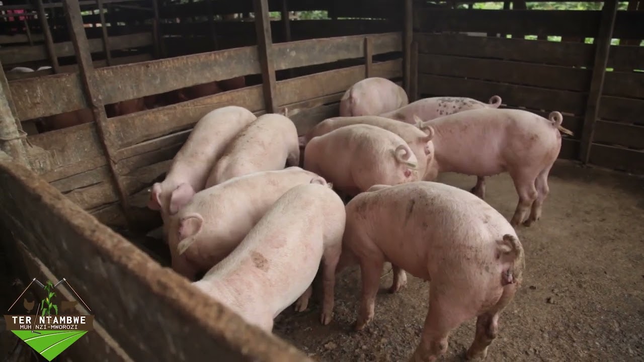 Kwita ku bibwana by'ingurube | Tera Intambwe Muhinzi Mworozi