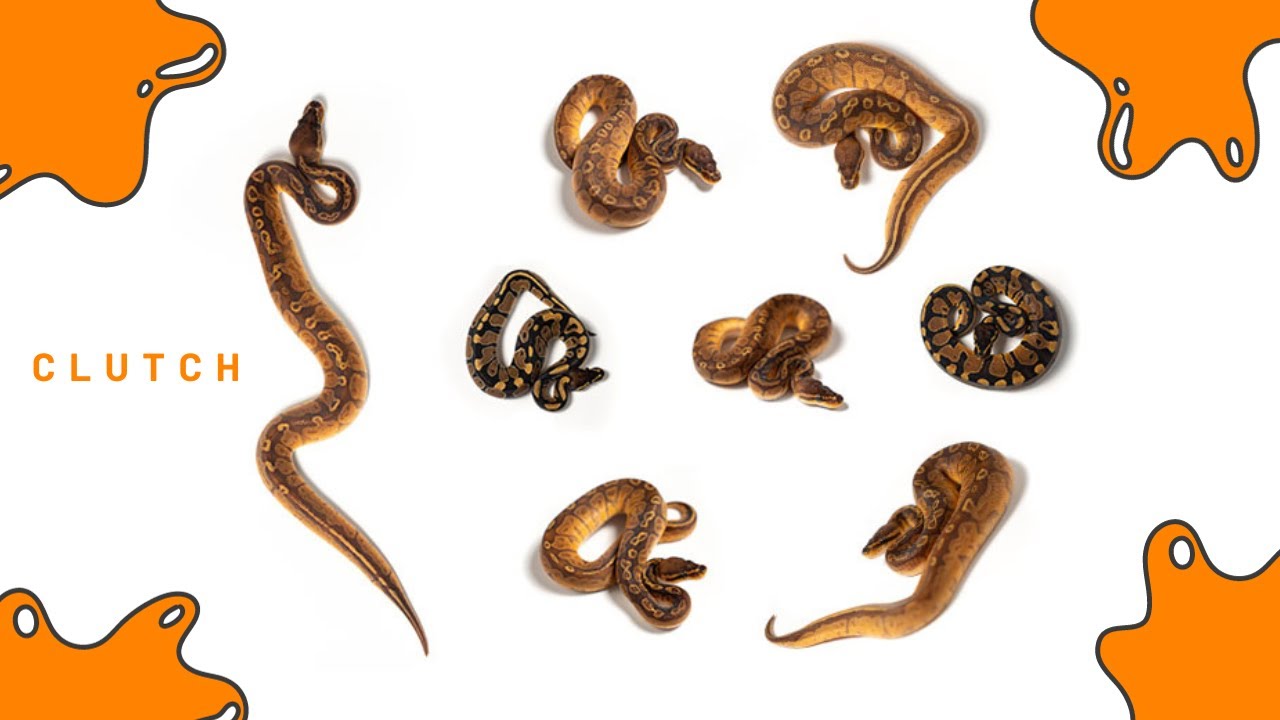 Sunset Ball Pythons in 2023