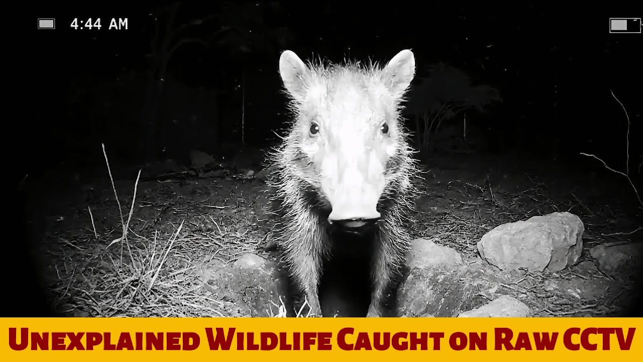 NIGHT SHIFT: Unexplained Wildlife Caught on Raw CCTV (They Know They're Filmed)