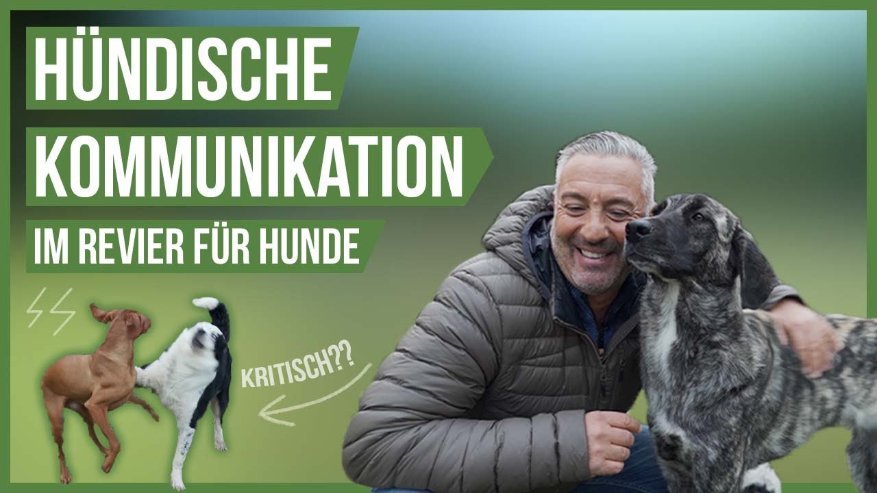 Bis zu 40 Hunde! 😍 Hündische KOMMUNIKATION im Revier für Hunde