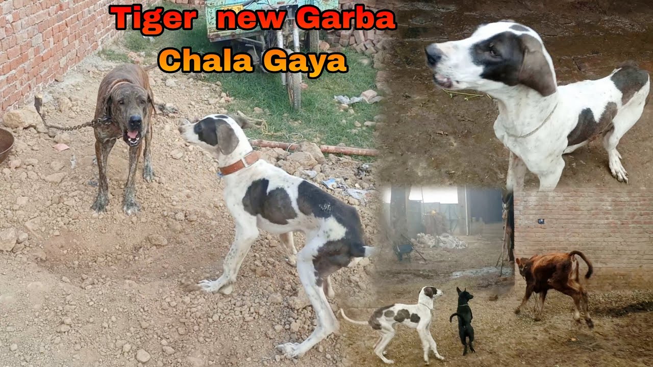 Tiger New House Chala Gaya 🥺 Haider Shok vlog YouTube video bully Dog...