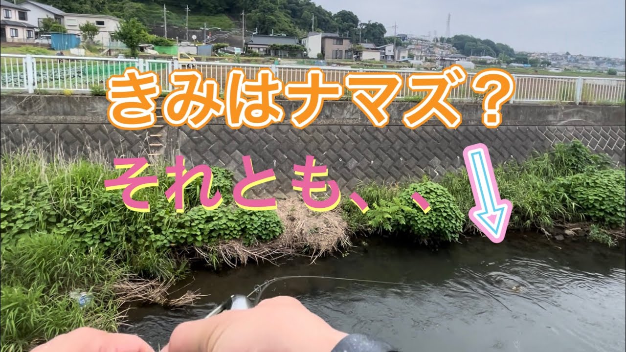 相模水系でナマズを狙っていたら。