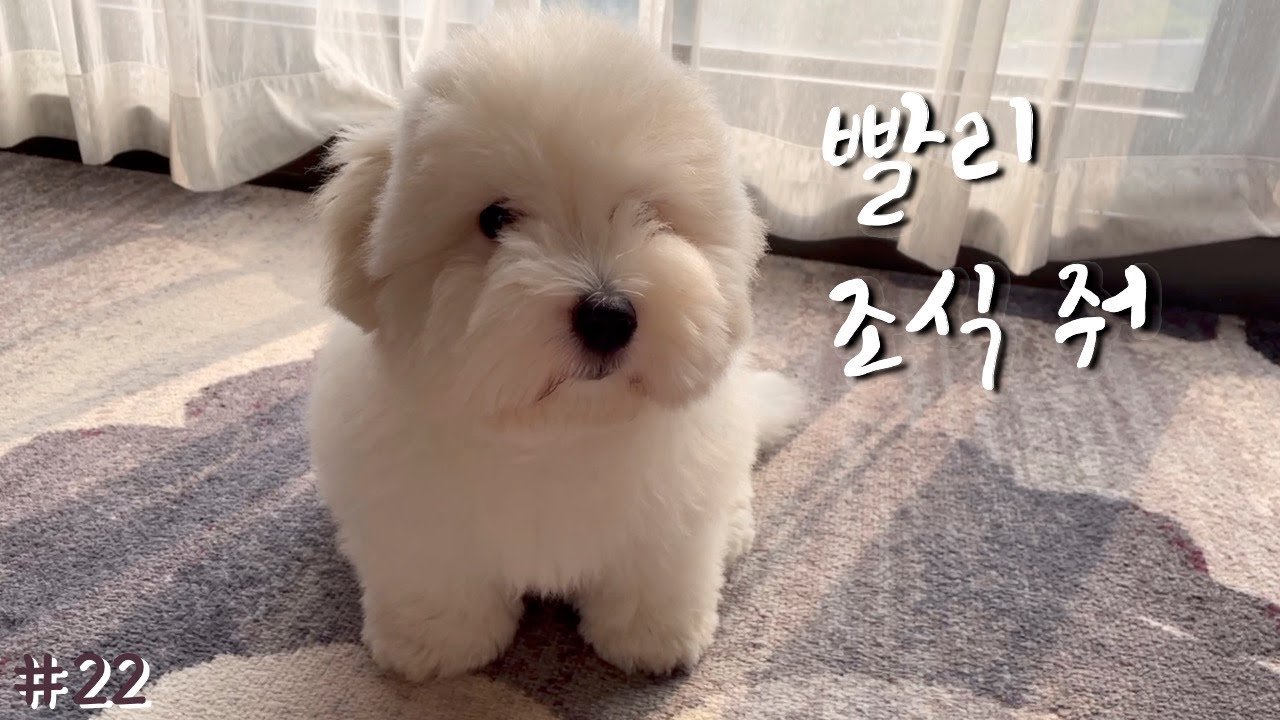 얼른 특식 줘 l 애견동반호텔 l 호캉스 part.2