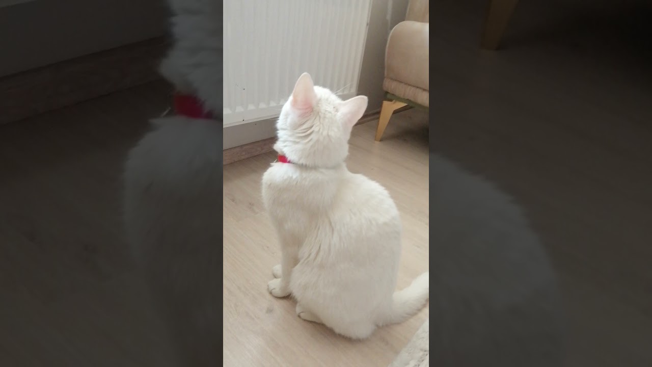 safiş ve minik