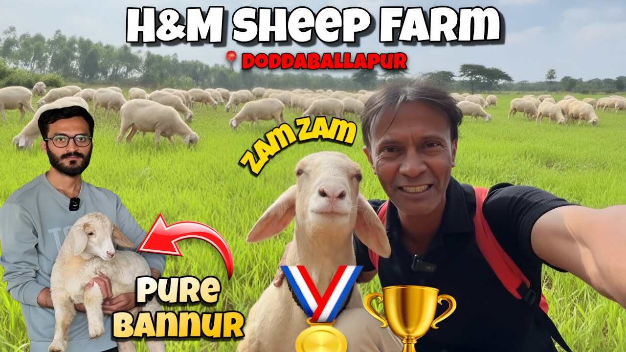 Karnataka&rsquo;s Award Winning Sheep 🐏🏆 ZAM ZAM Bannur Breed H&M SHEEP FARM DODDABALLAPUR FULL Tour 