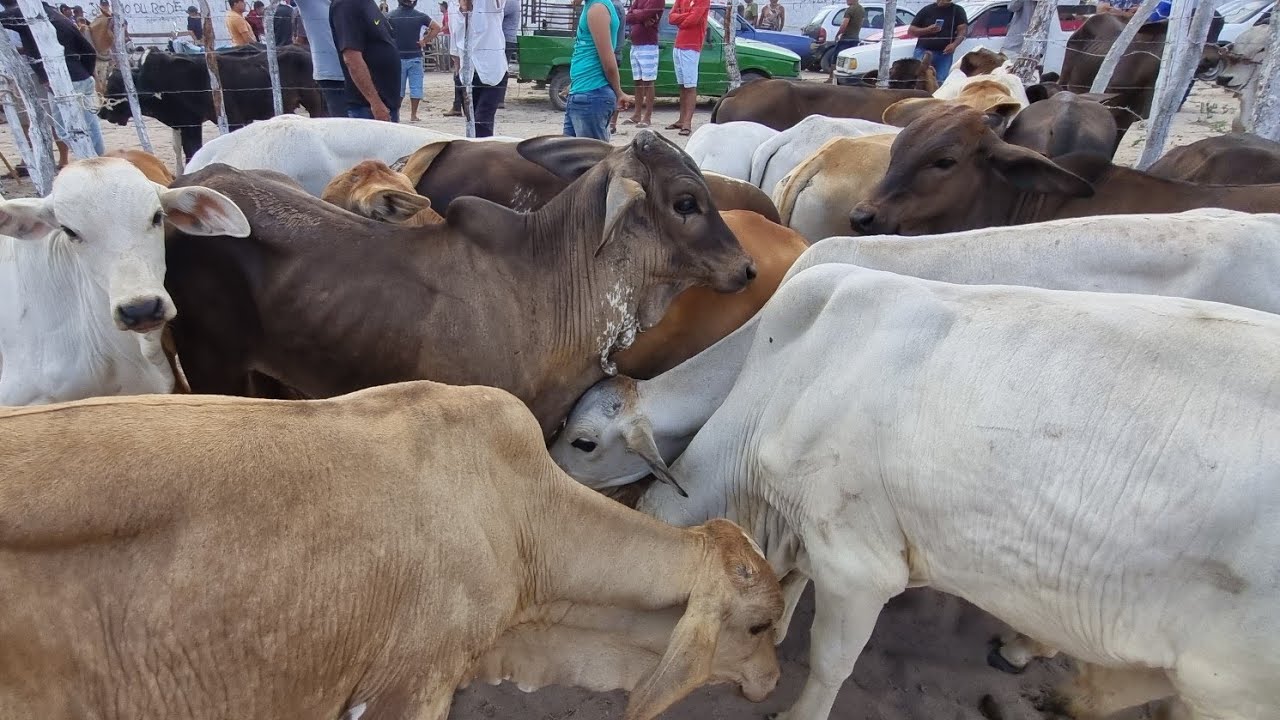 Feira de gado em lajedo-Pe 11-12-2024 bezerros baixo o preço