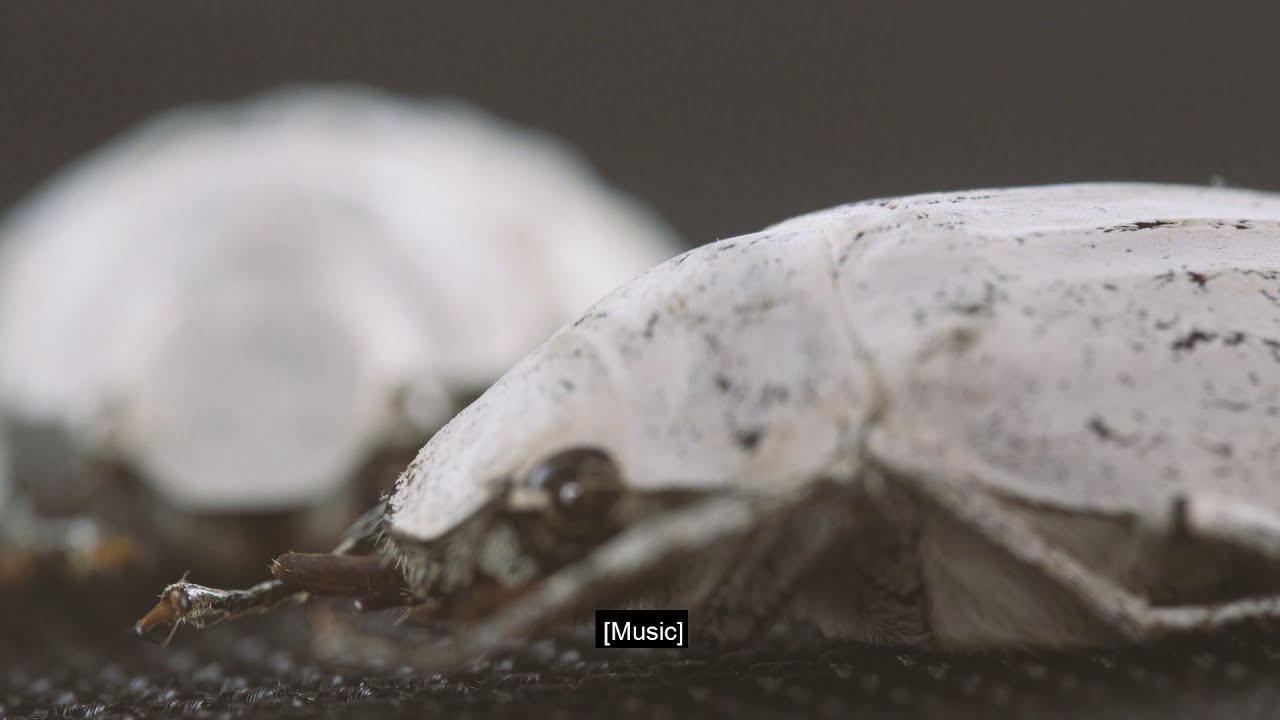 Biomimetic Surfaces: Nano- and Microstructured Surfaces Inspired by Nature (German w English Subs)