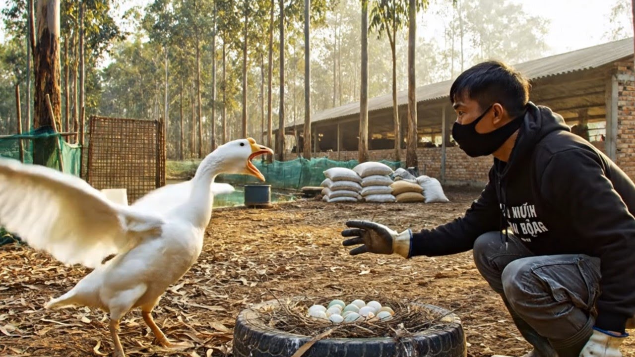 Non Stop Egg Harvest! Busy Day at a Rural Muscovy Duck Farm