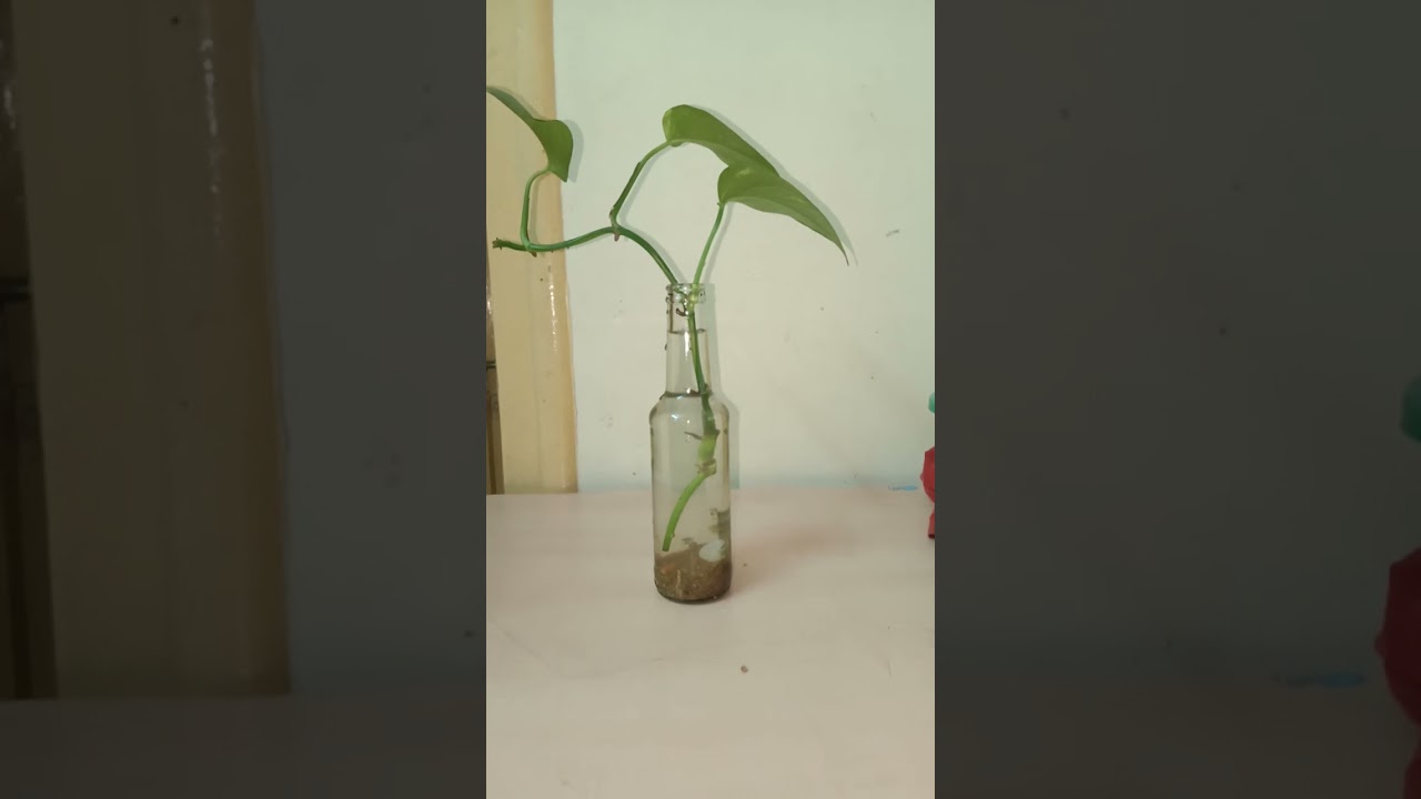 Reusing a glass bottle