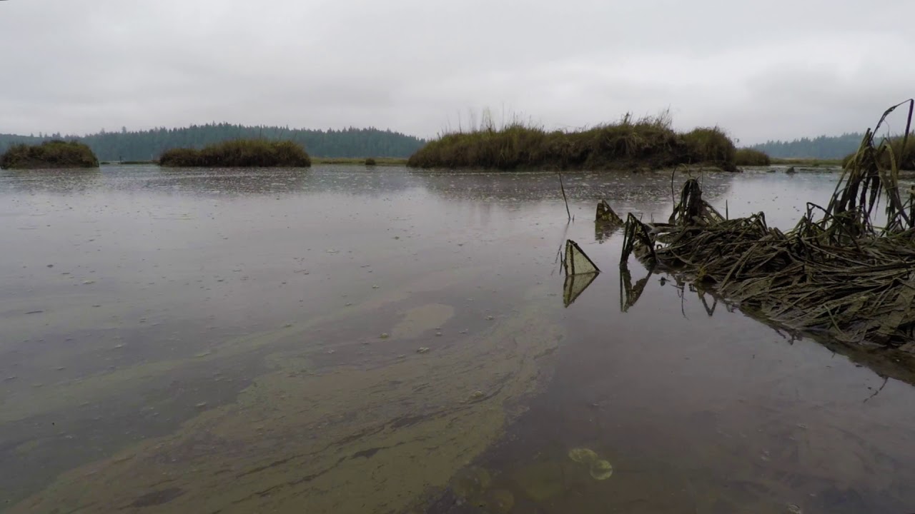 Willapa Bay Tide