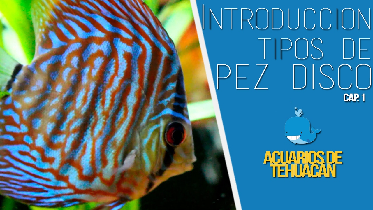 PEZ DISCO || INTRODUCCIÓN Y TIPOS DE DISCOS || CAPÍTULO 1