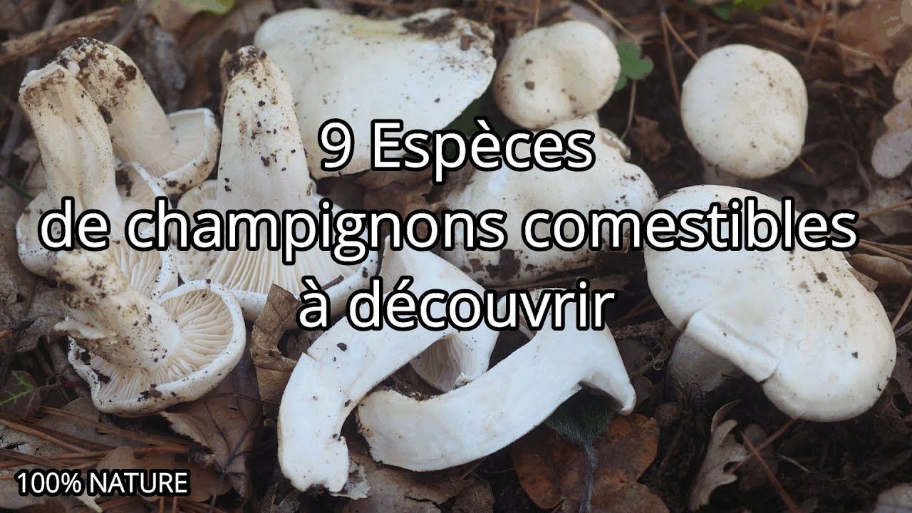 9 espèces de champignons comestibles à découvrir