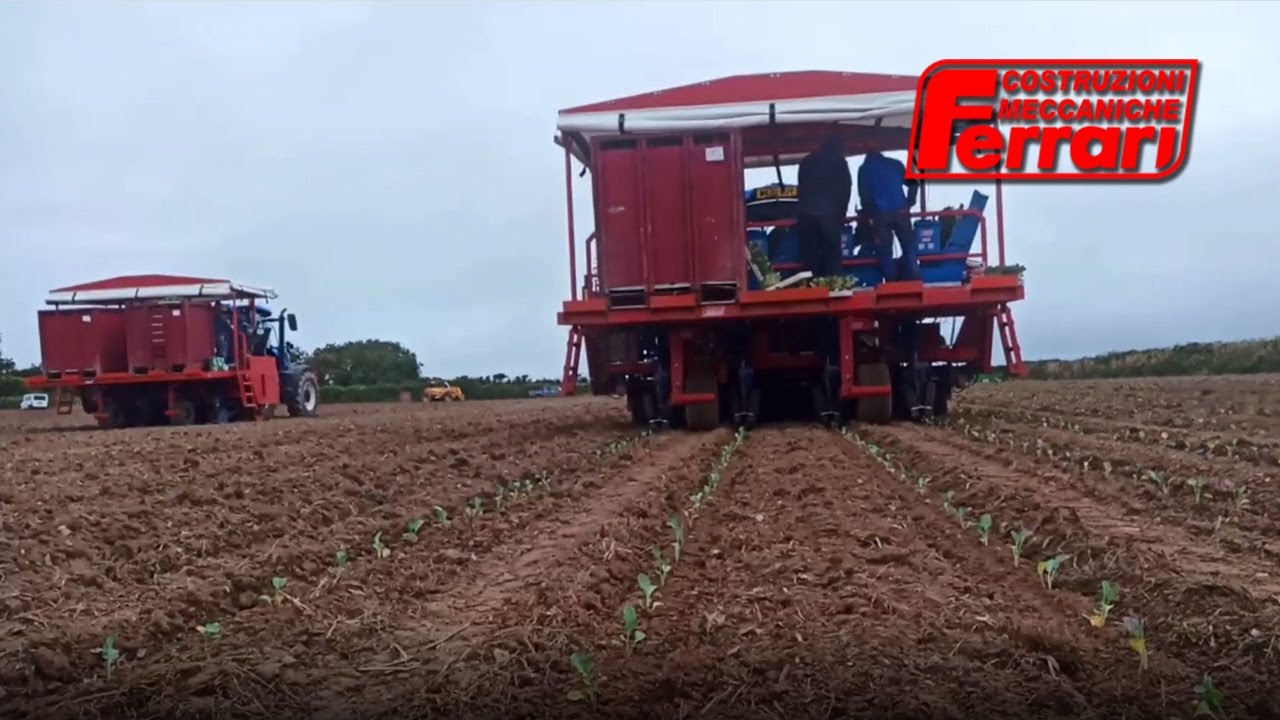 Ferrari Futura: Automatic cabbage Transplanter