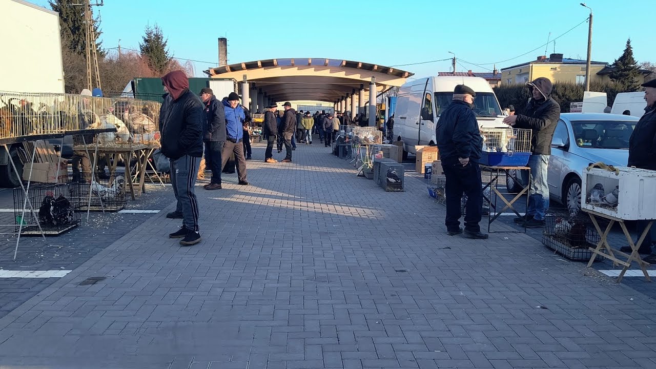 Rynek gołębi w Markuszowie 23.02.2025