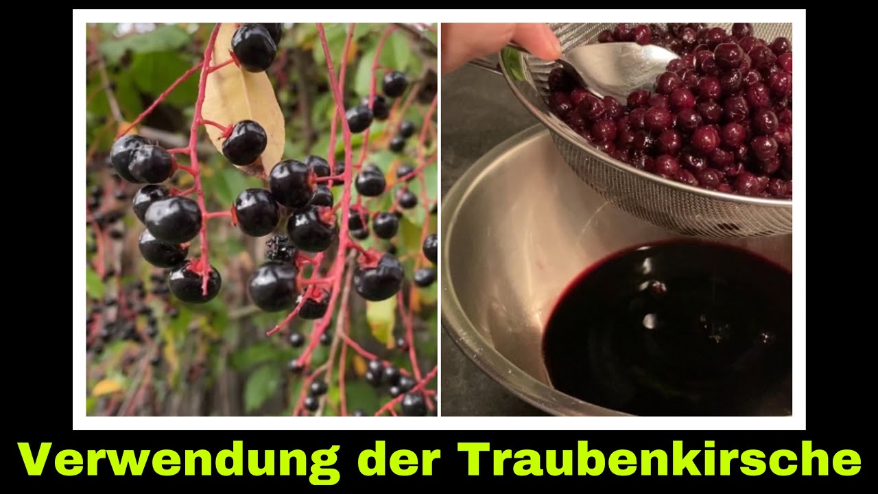 Saft aus der sp&auml;tbl&uuml;henden Traubenkirsche | Selbstversorgung: Wildobst Fruchtsaft Rezept