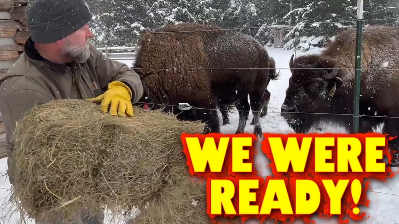 Снежная буря | Застала этих бизонов врасплох, а нас — нет!