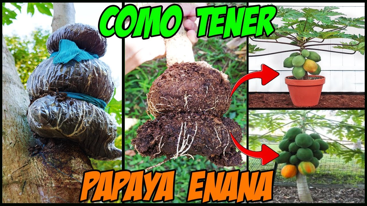 COMO TENER PAPAYA ENANA - PASO A PASO