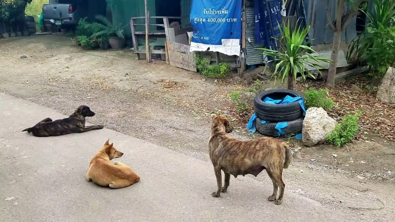 Thailand's Wild Dogs