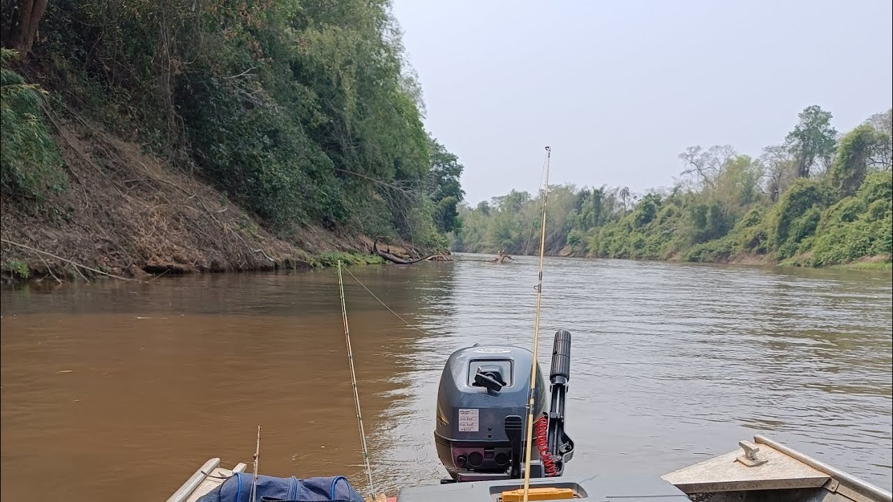 Pescaria Rio Miranda Km 21 (Parte II) - Pesqueiro tamo atoa 🐊🏕️🐆🎣 #pescaria #viralvideo #viralvideos