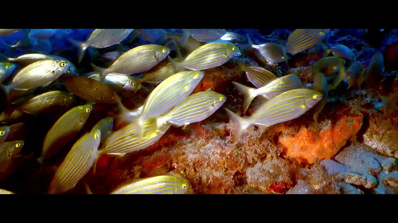 Scilla Diving Center - SSS - Salvo Sotto Scilla - Immersione alla Montagna
