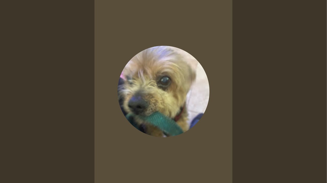 Chief the Yorkie is live!