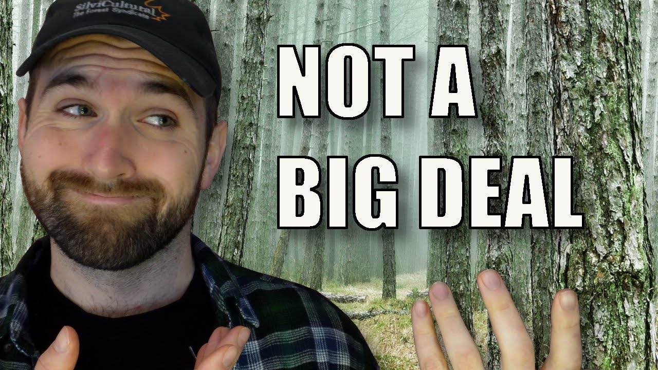Stop Worrying About Forest Monocultures
