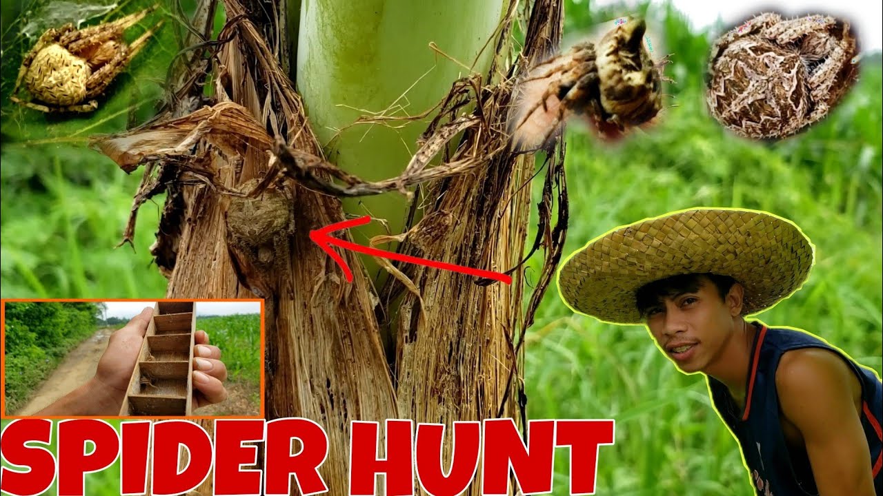 HANAPIN NATIN ANG MGA GAGAMBA | SPIDER HUNT SA ARAW.
