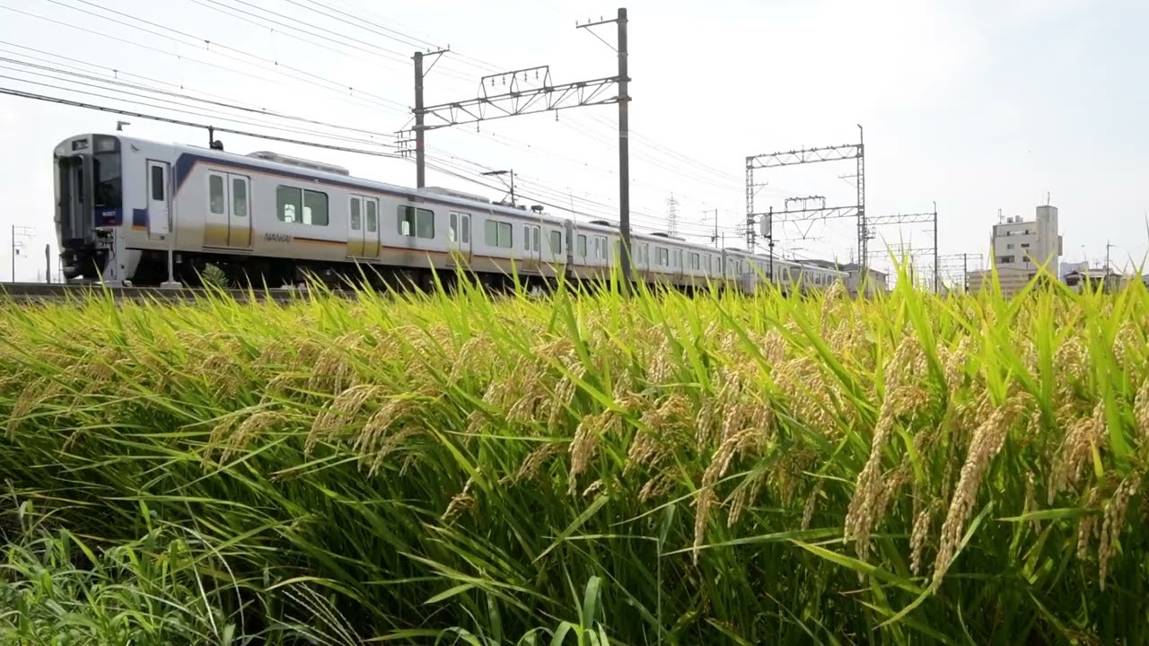南海電鉄・8000系×3本・稲穂実る田んぼをゆく11　DSC 1870