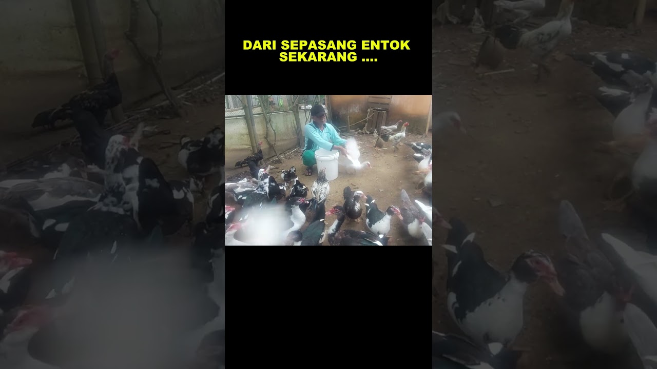 DARI SEPASANG ENTOK 