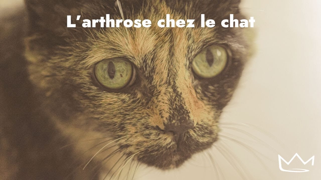 Les 6 signes d'arthrose chez le chat Boehringer Ingelheim