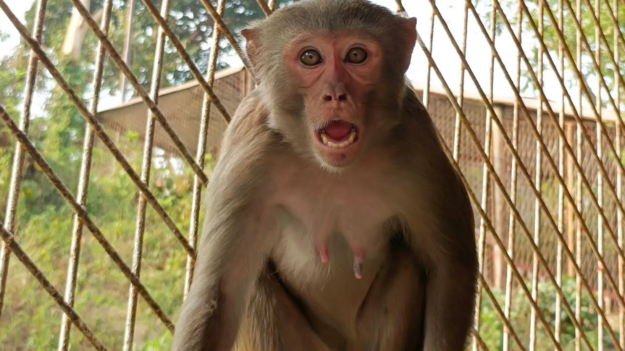 সৈয়দ চাষনীপীর সাহেবের মাজার  