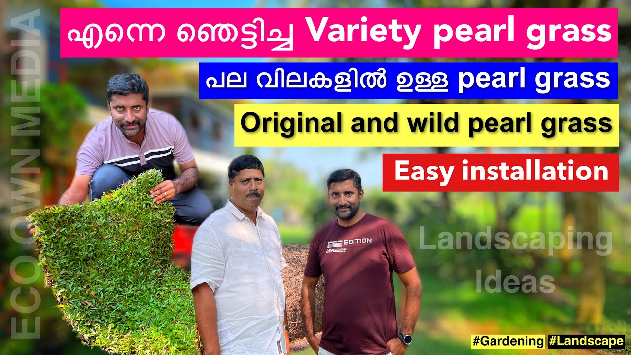 എന്നെ ഞെട്ടിച്ച Variety pearl grass ലോകം | Planters india