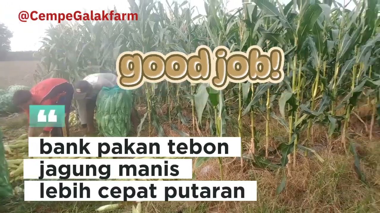 REVIEW ⁉️pakan di ladang jagung manis dengan kapasitas 100 ekor kambing