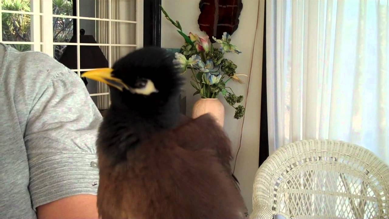 Talking Myna Bird - Rhett Butler