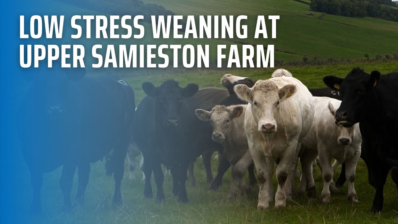 Low Stress Weaning at Upper Samieston Farm