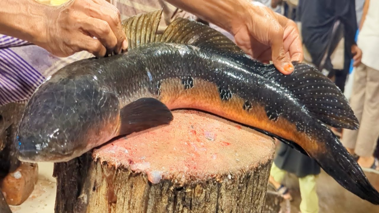 Incredible Snakehead Sola Fish Cutting Skills By Crazy Cutter | Bangladesh Fish Market