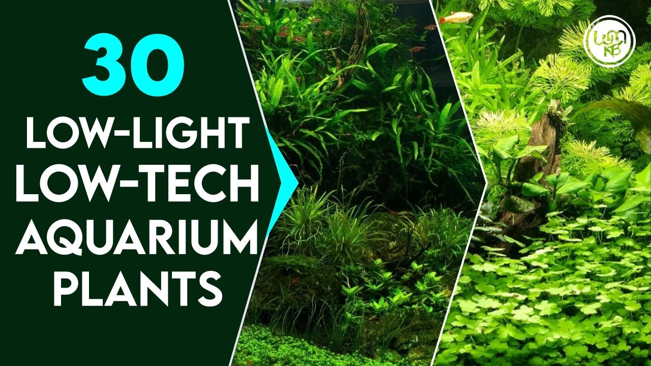 30 Best Low Light Low Tech Freshwater Aquarium Plants for Beginners | Low maintenance Aquatic Plants