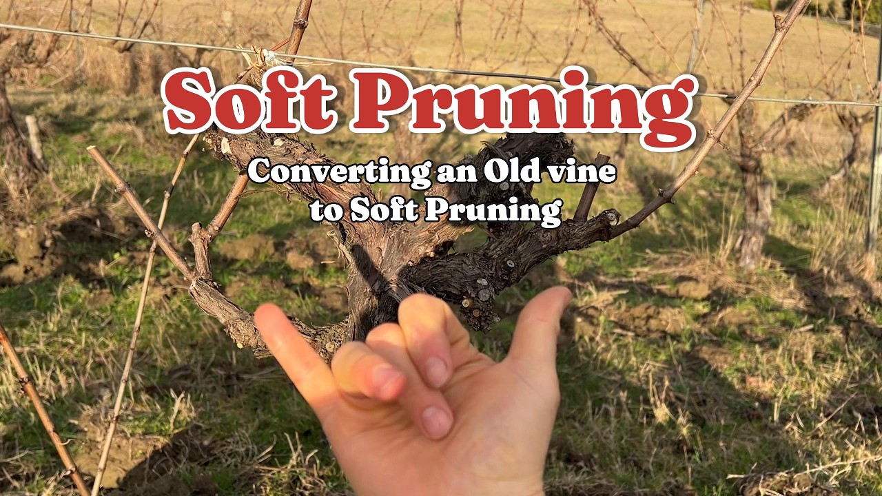 Converting an Old Chardonnay Vine to Soft Pruning