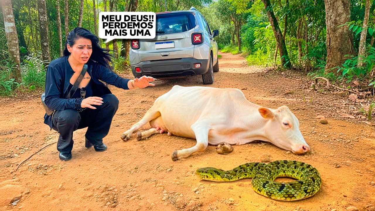 A COBRA PEGOU MAIS UMA VACA NA FAZENDA E TENTAMOS CHEGAR A TEMPO PRA AJUDAR ..mas ..