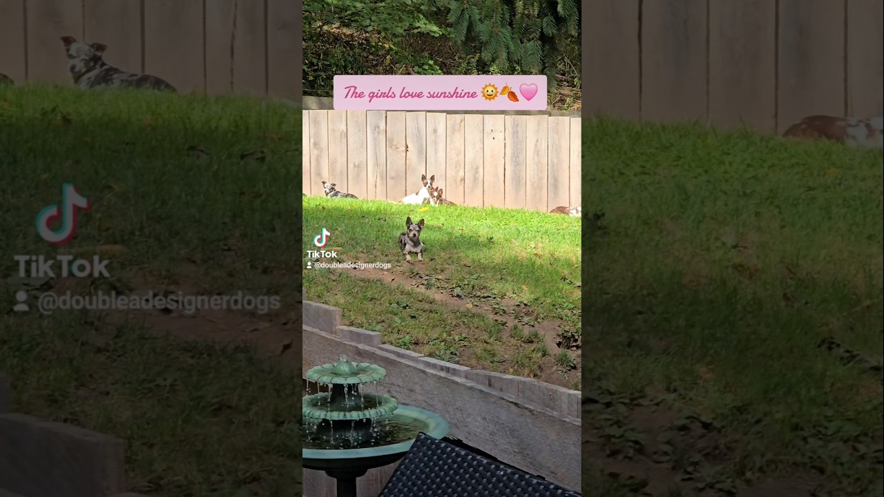 Double A Designer Dogs is in fact, Chihuahua Heaven 😇 www.DoubleADesignerDogs.com #