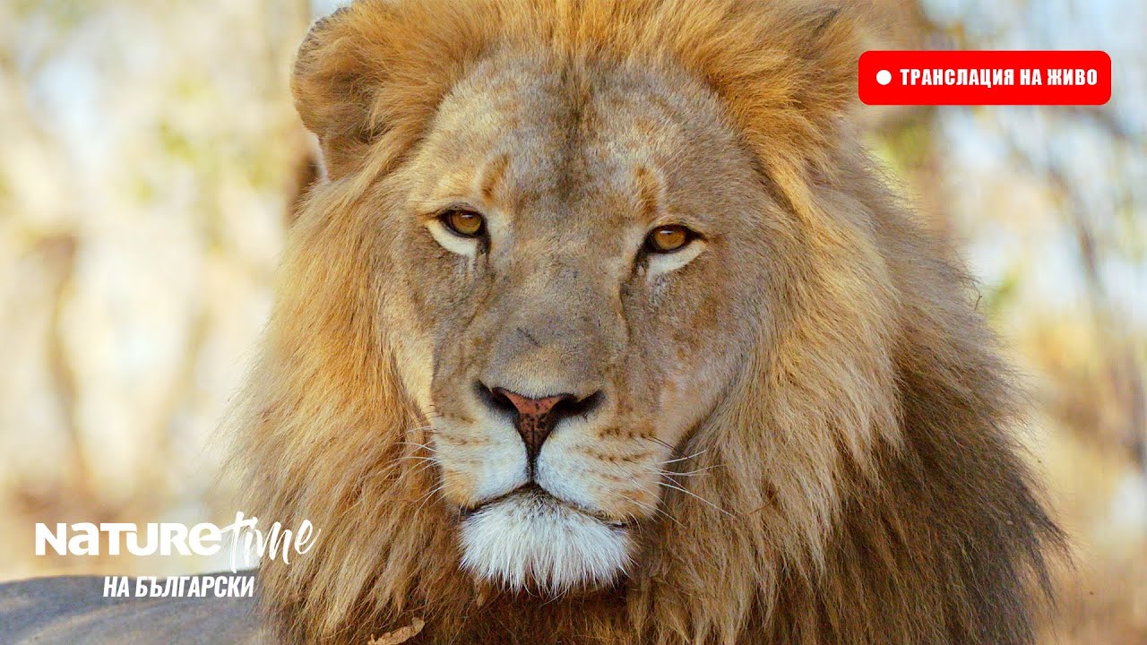 🔴 НА ЖИВО: Документални Филми за Дивата Природа и Природата | NatureTime на български