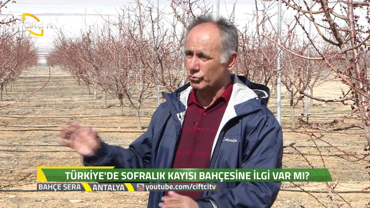 Bahçe Sera - Sofralık Kayısı Yetiştiriciliği