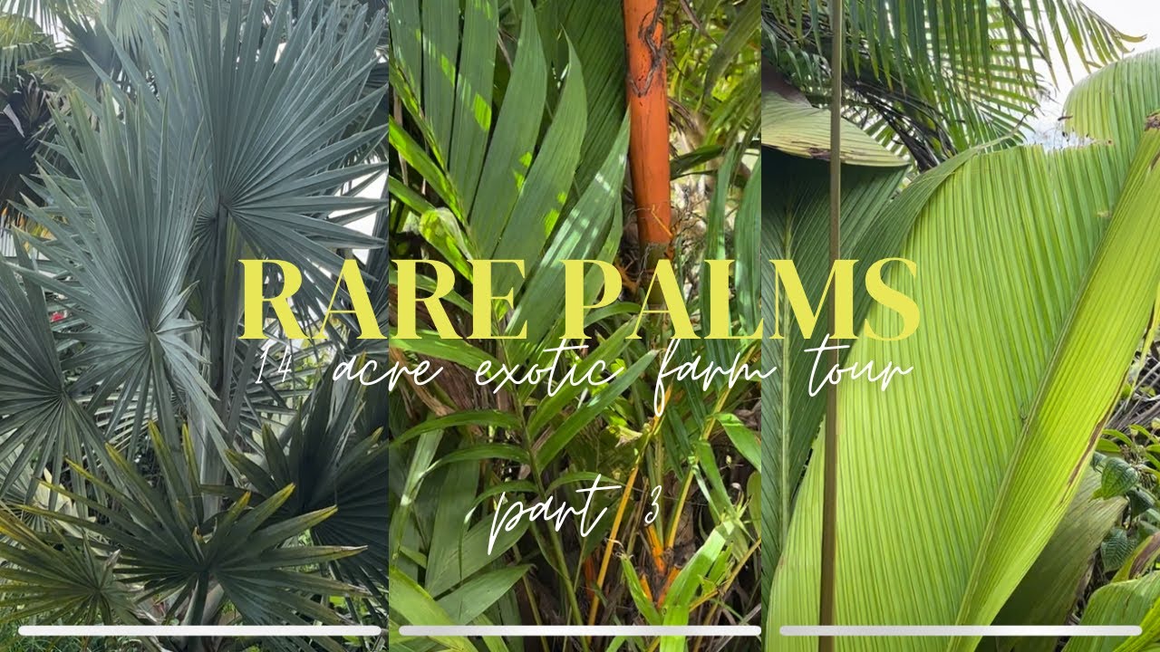 Rare Palms, Fruit Trees, Exotic Plants and More! - More of Axel’s Hilo Hawaii Garden Tour - PART 3