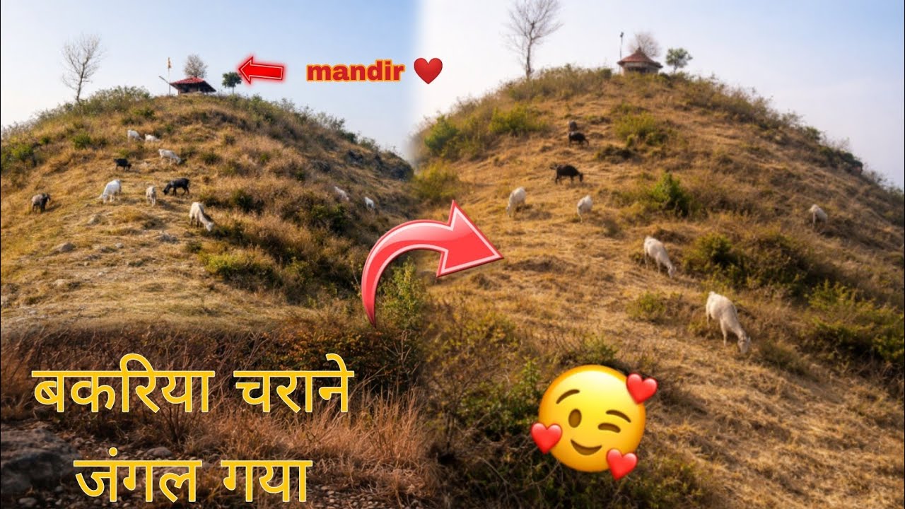 फिर आज 😱 मैं जंगल गया ☠️।। बकरियों को चराने 🌳 जंगल में गया 😱।। Trending vlog।। dippuvlogs 