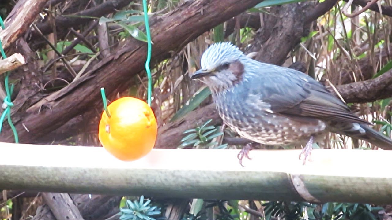 【野鳥観察】餌台にやってくる『ヒヨドリ』②
