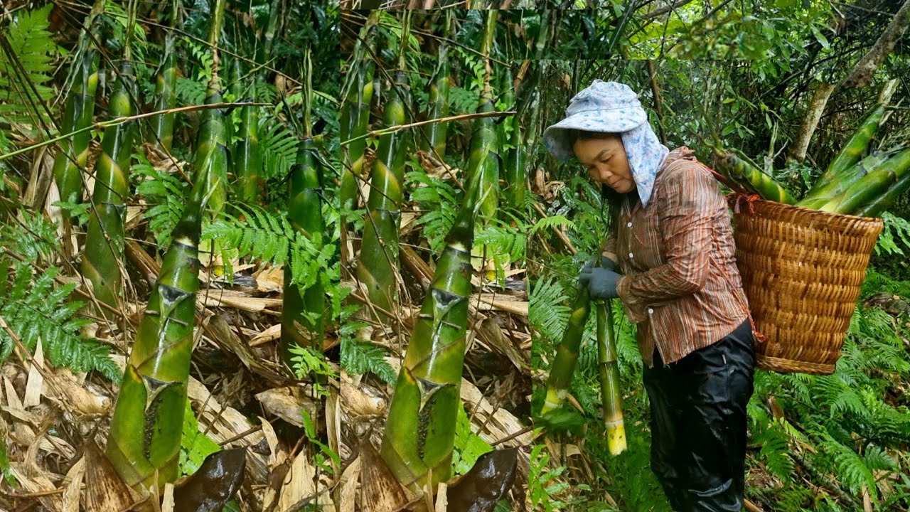 single grandmother. Picking wild bamboo shoots to sell. harsh survival life