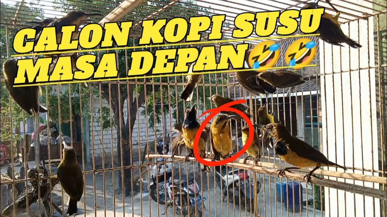 Sogon bahan yg seperti ini,Pasti cepat bunyi & gacor coyyy‼️