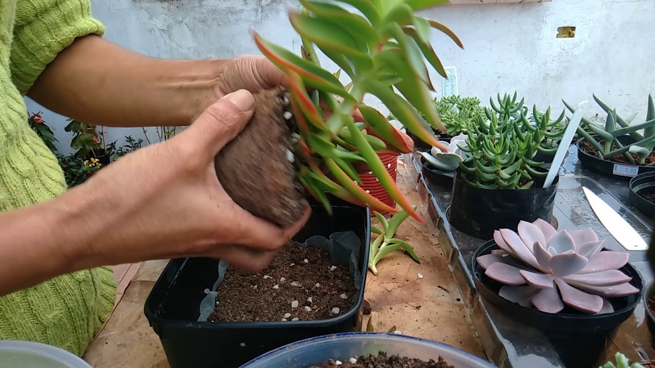 CRASSULA CAPITELLA