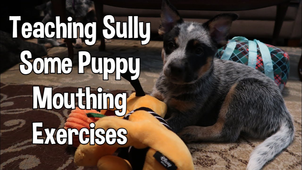 Raising Sully ~ Puppy Mouthing Bite Inhibition ~