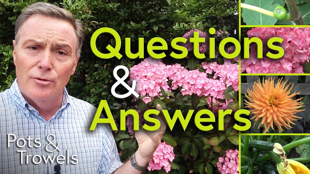 Your questions Answered - Hydrangea, Dahlia, Cucumbers, Fig, Tomatoes and More - Pots & Trowels